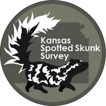 Eastern Spotted Skunk Image borrowed from Wikipedia Commons: https://commons.wikimedia.org/wiki/File:Eastern_spotted_skunk.svg